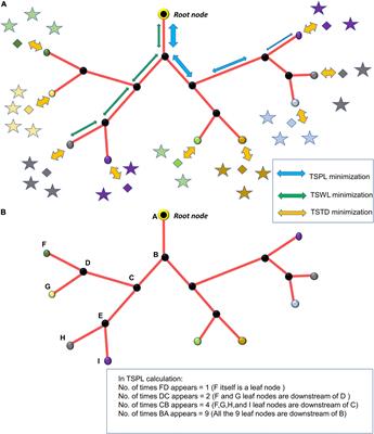 The Influence of Neural Activity and Neural Cytoarchitecture on Cerebrovascular Arborization: A Computational Model